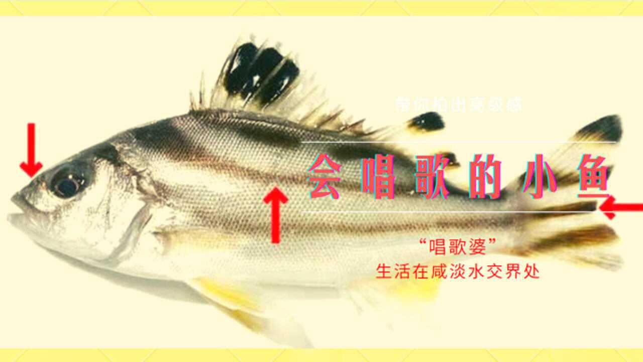 在咸淡水交界处生活着一种会唱歌的小鱼名叫唱歌婆