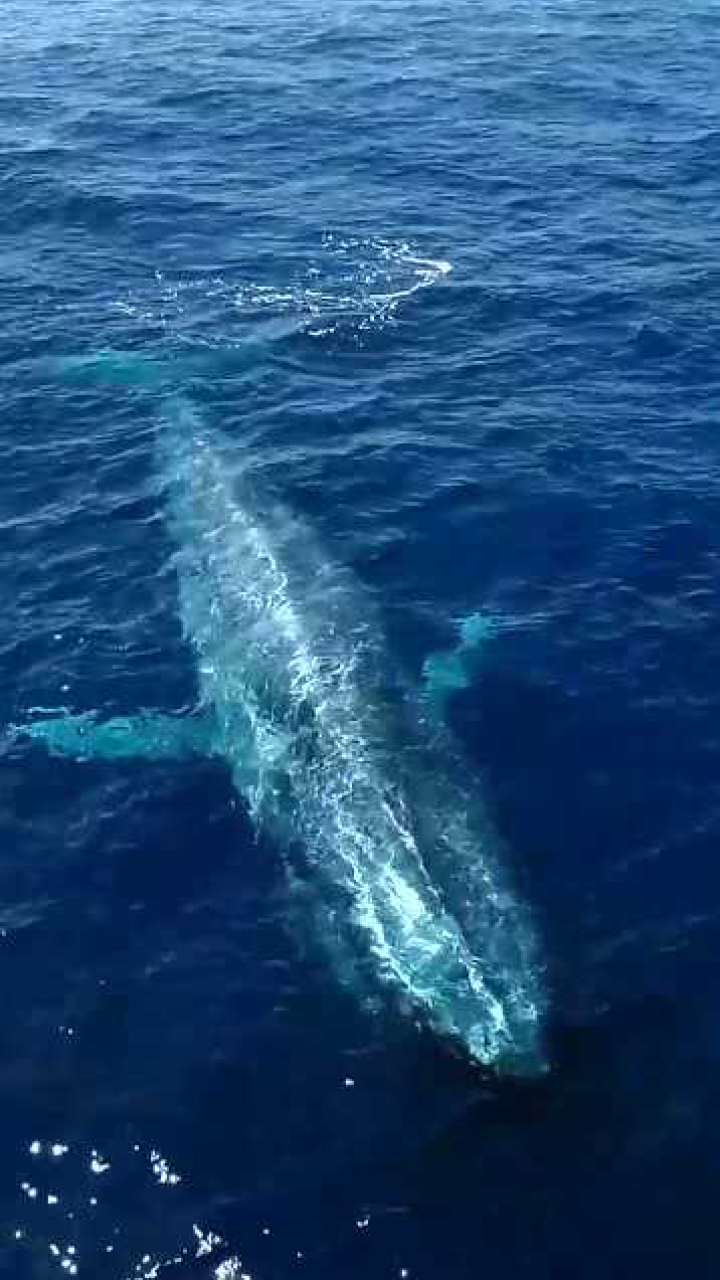 近距离观看蓝鲸喷水没想到是这个样子的长见识了