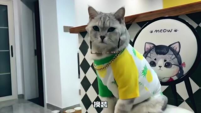 猫把生活过成人