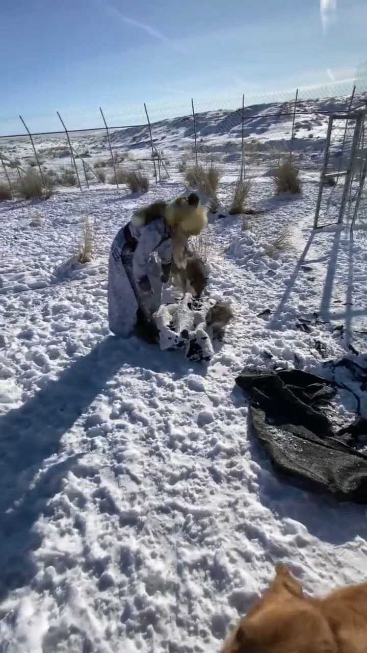 一只披着羊皮的狼主人真有技术