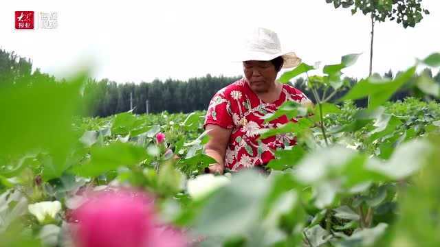 临清市金郝庄镇:党建引领谋发展 集体经济“节节高”