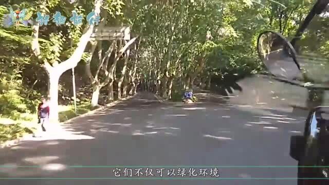 一棵千年大树因修路,决定将其中间凿成隧道,如今人们后悔不已