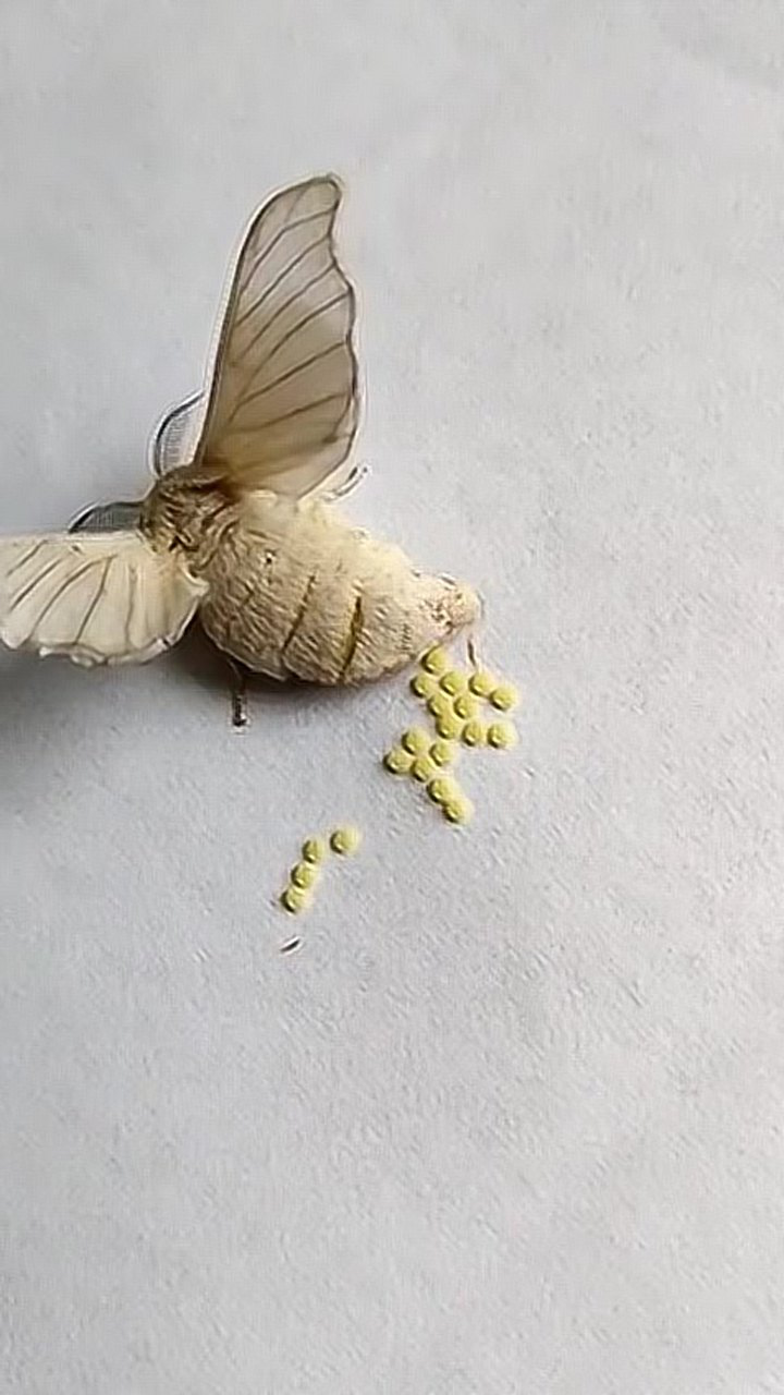 长这么大,第一次见到飞蛾下卵