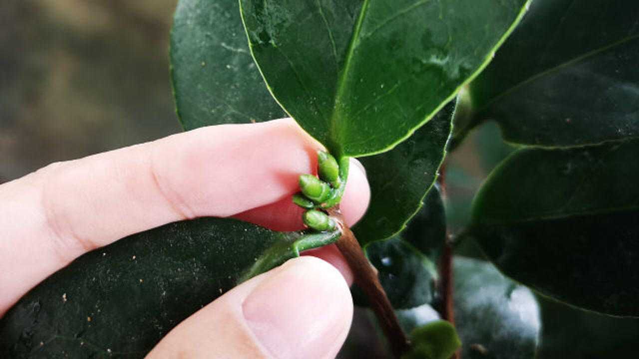 茶花花芽分化期这2件事坚决不能做不然花芽变叶芽