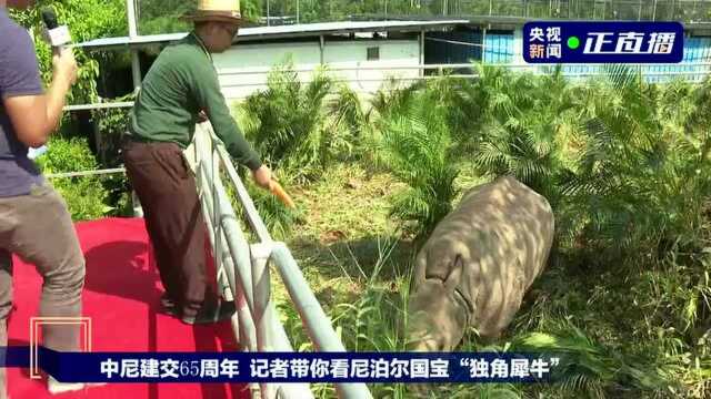 中尼建交65周年 记者带你看尼泊尔国宝“独角犀牛”