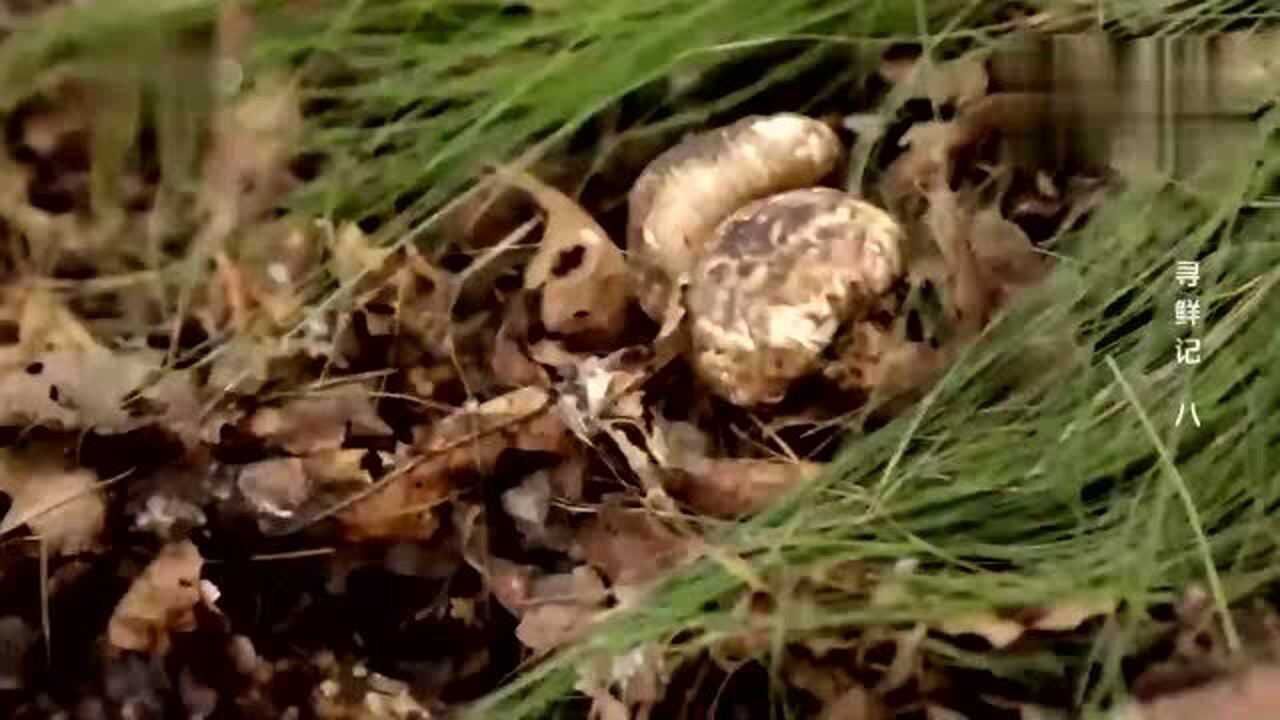 味道:松茸生长在松树下,被枯叶和草盖住,没个好眼神真是采不到_腾讯视频