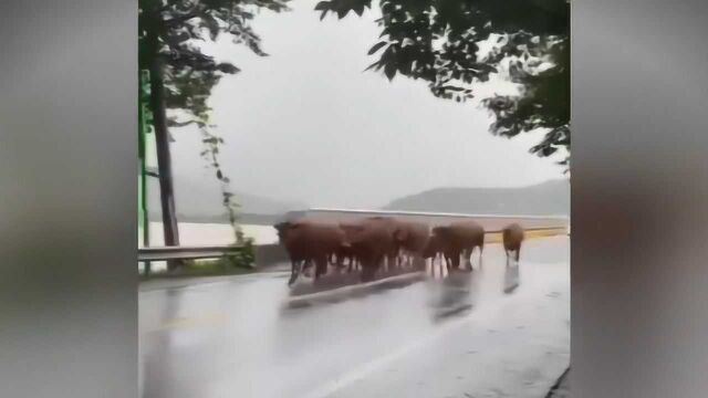 一路狂奔!韩国连日暴雨成灾 黄牛群跑10公里到佛寺悠闲啃草