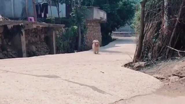 我家大哥遛达完回来了,每次出去遛达从不空手,这回完了赔不起了