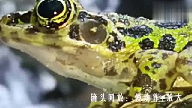 生态小视频:瀑流蛙啾,看看中国特有物种花臭蛙,是怎么鸣叫的