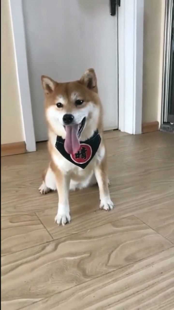 小柴犬好治愈啊,伸舌头的动作很乖巧,你这么可爱,还要卖萌吗