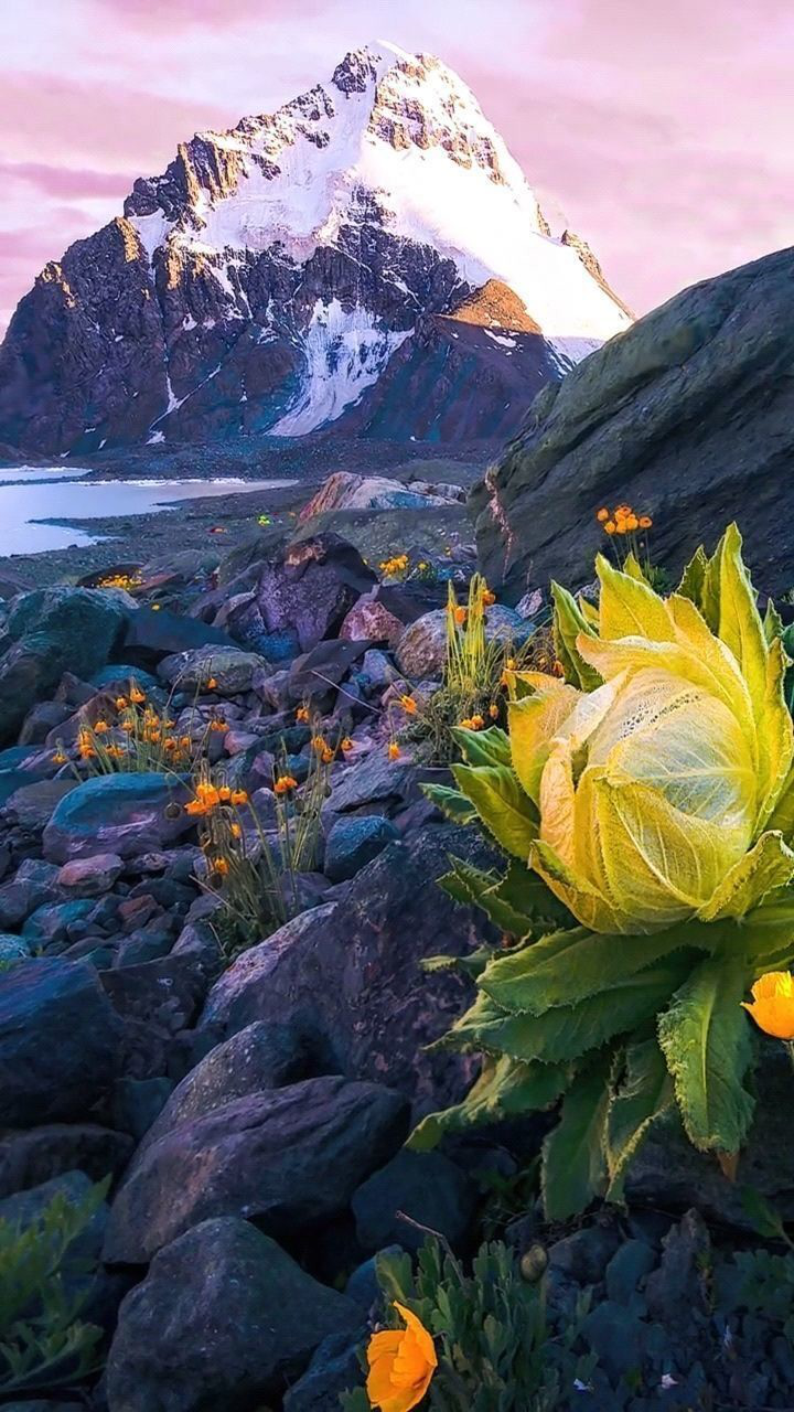 雪莲花生长在雪山脚下,45年后才能开花结果,见到它就是幸运