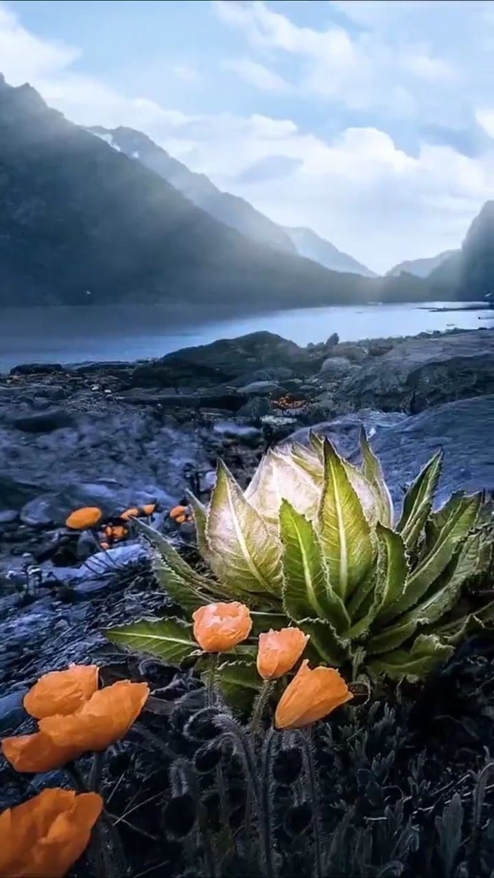 天山雪莲花开,难得一见的画面,好震撼!