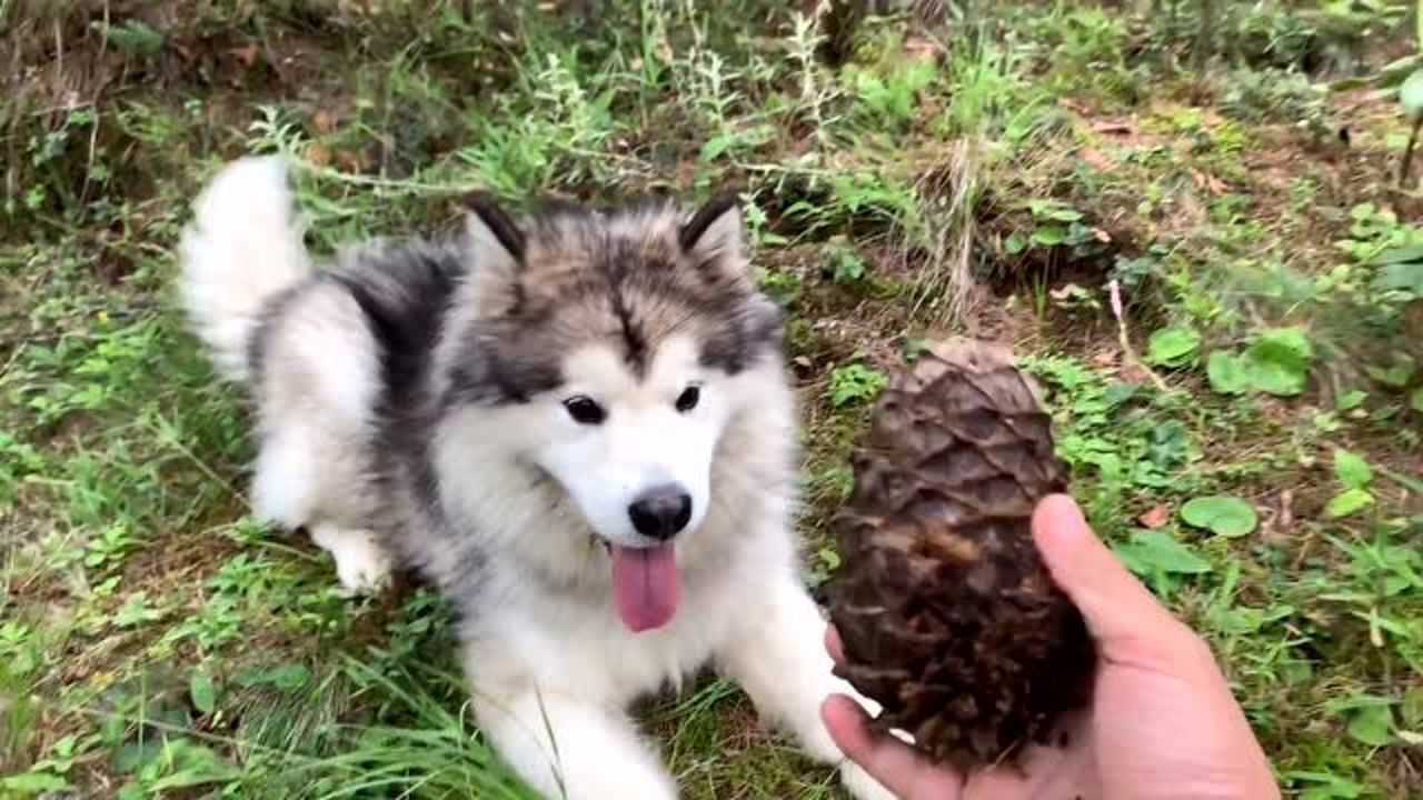 主人带狗狗进山找鸡枞菌,呆萌狗狗竟然找到毒蘑菇,把主人笑翻了