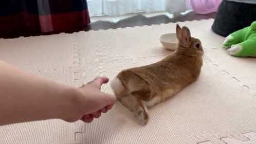 小兔子尾巴太可爱了主人忍不住去摸它小兔子就是不让主人摸
