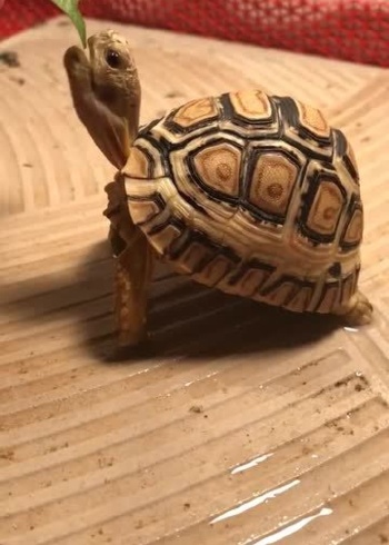 你见过乌龟的舌头吗?这只小龟会吐舌还卖萌,网友:比狗好玩