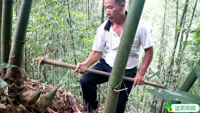 买绿笋时要怎么挑选,老邓去挖几根笋来,教大家要买什么样的