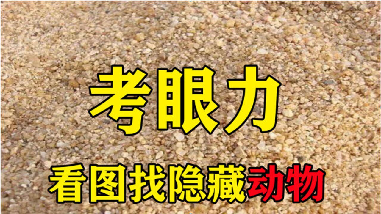 考眼力看图找隐藏动物共有五张图你能找出来几只动物呢