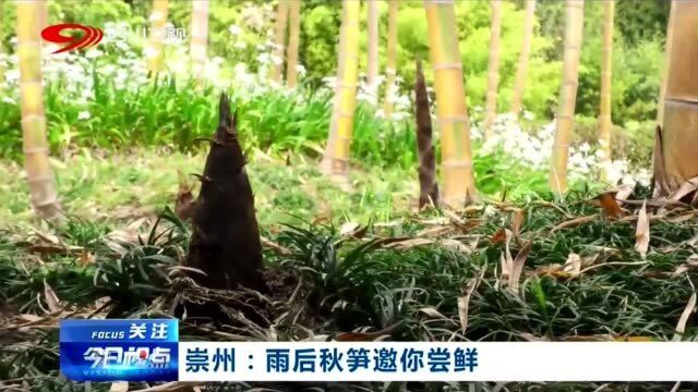 崇州:雨后秋笋销售繁忙,农民开拓新“致富道路”!