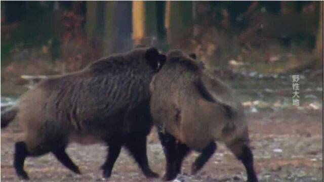 《动物传奇》俄罗斯野猪为了”爱“而战争,直到获得心上人为止