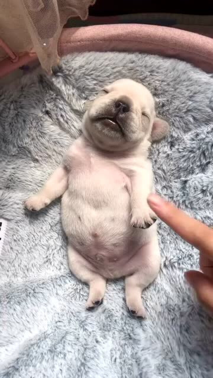 法斗犬的小时候真是太可爱了真是百看不厌呀