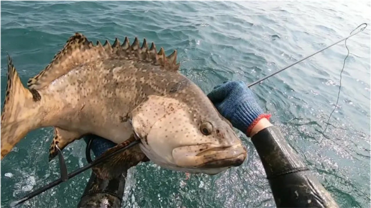 探海渔人的渔叉太厉害了!潜水秒捕巨型石斑鱼!