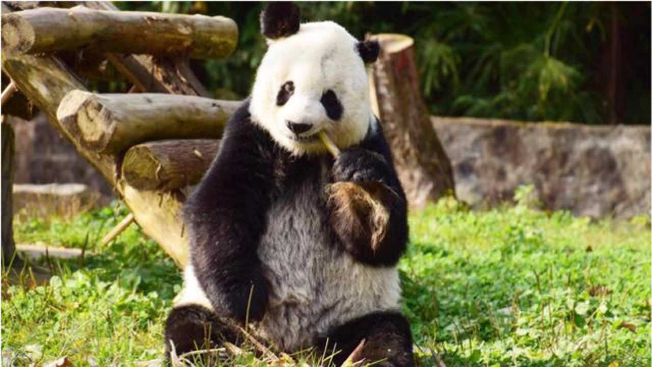 大熊猫高高现状图片