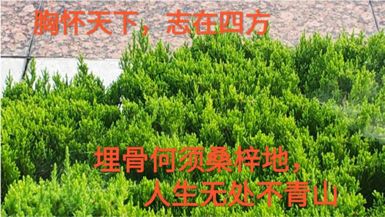 胸怀天下志在四方埋骨何须桑梓地人生无处不青山