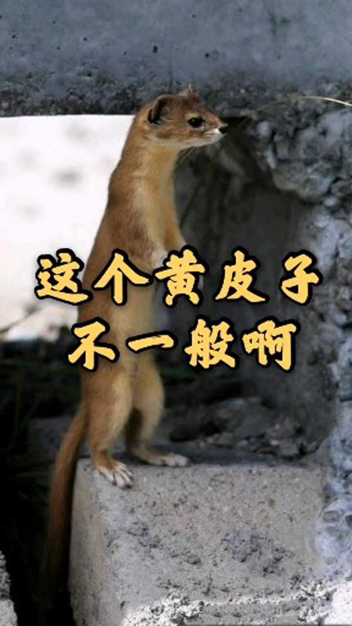 民间故事,这个黄皮子不一般啊