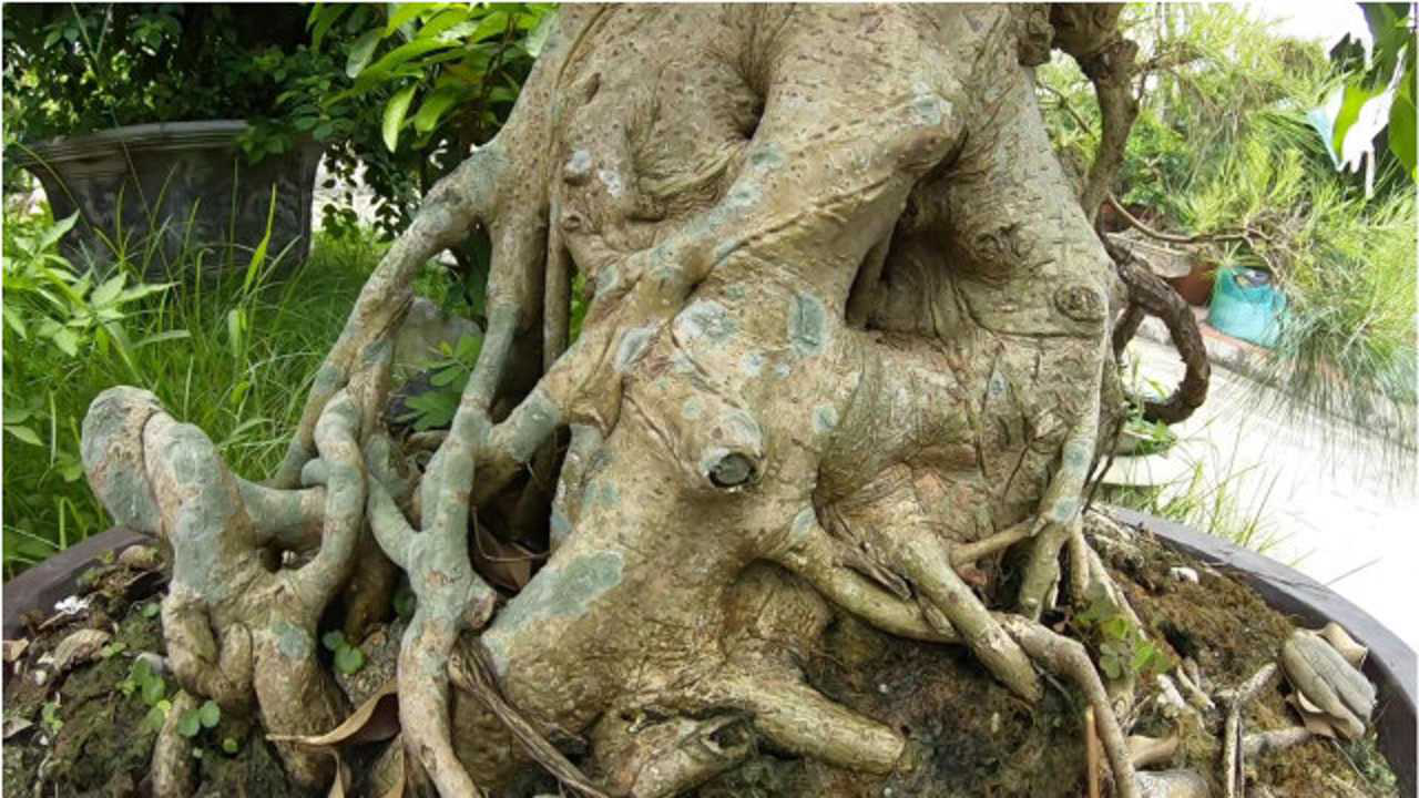 一文里形容枝干回旋盘绕弯弯曲曲苍劲有力2盘绕横卧着的虬龙盘曲的虬