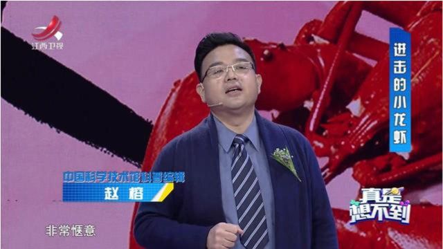 小龙虾学名叫克氏原螯虾,属于节肢动物门软甲纲十足目螯虾科