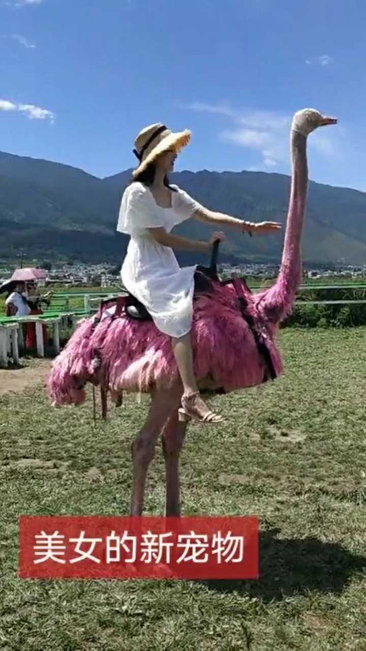 现在鸵鸟都变成坐骑了胖胖的人都不能骑