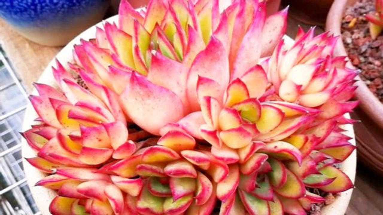 云南多肉植物欣赏又红又仙的吉赛尔怎会如此漂亮