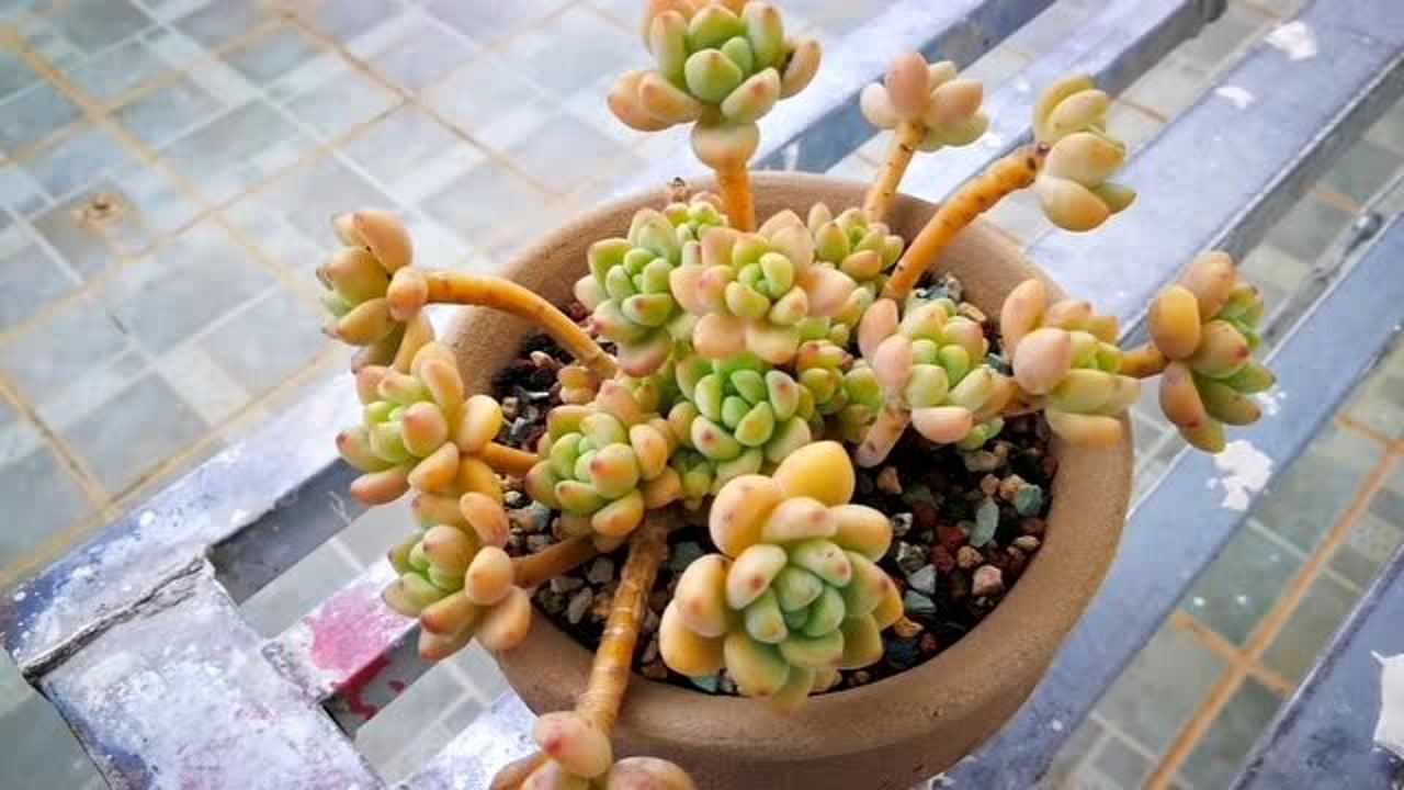 云南多肉植物欣赏:果冻色的罗琦老桩,基因很强大!