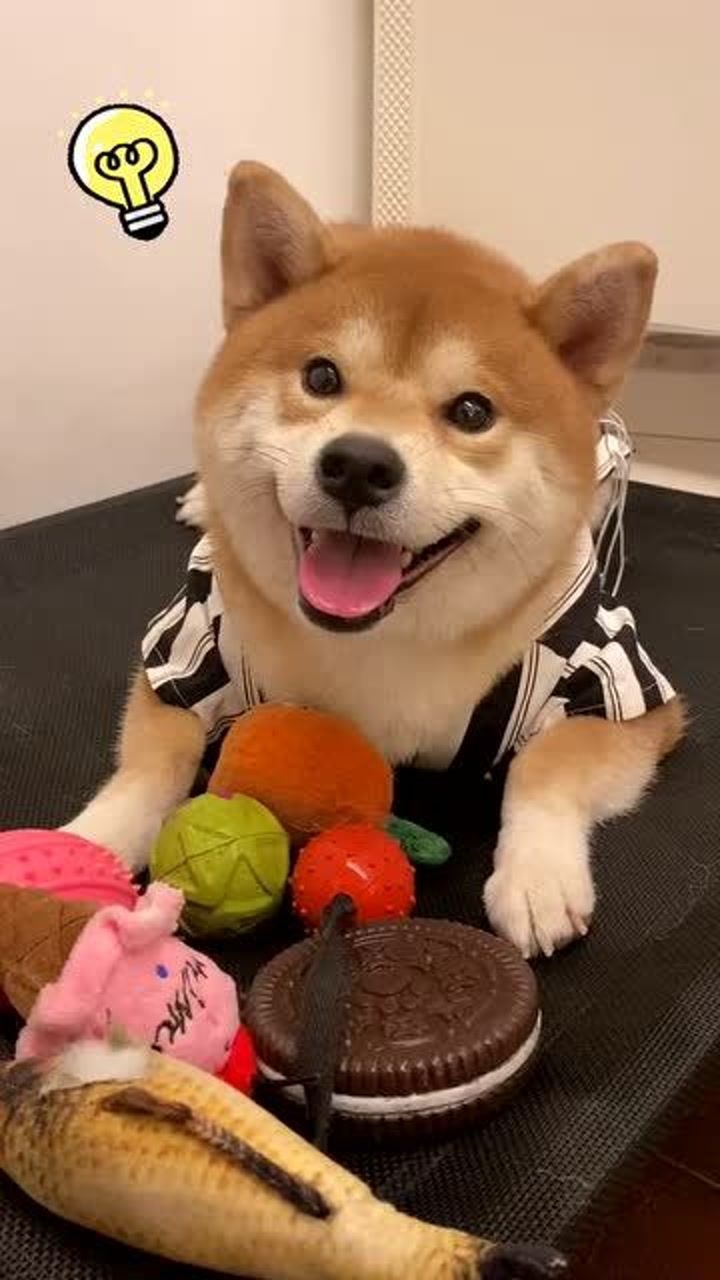 圆头圆脑圆肚皮柴犬