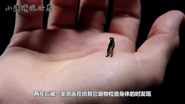 世界上最小的猫咪,仅有7厘米,能直接放在手掌心