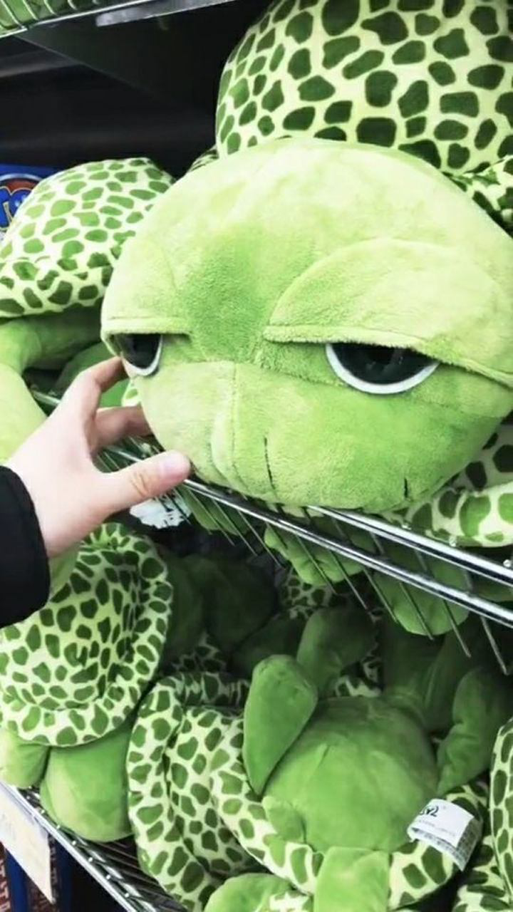 绿毛龟都有双眼皮了就是这么自信