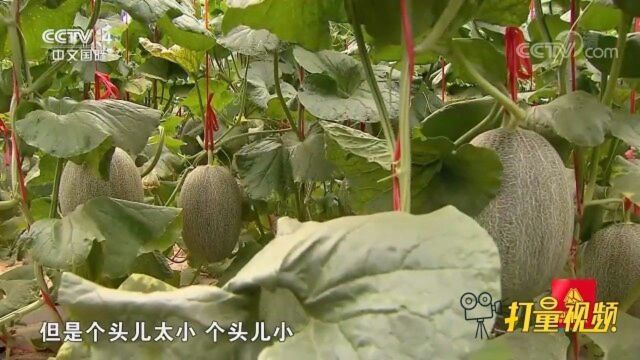 “瓜中之王”哈密瓜,村民租80亩地来种哈密瓜收入可观