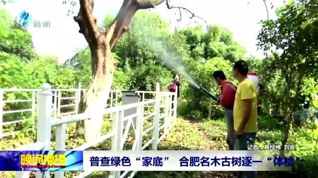 普查绿色家底 合肥名木古树逐一体检