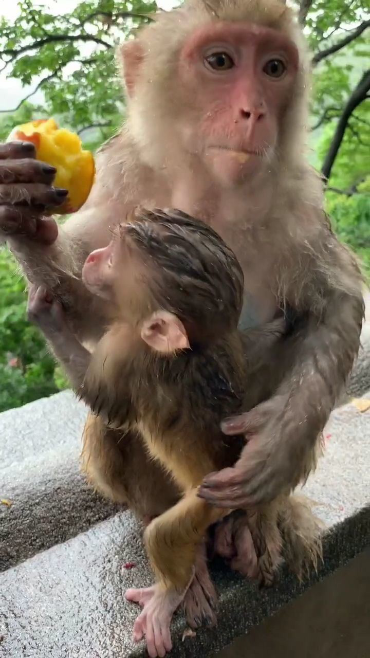 猴妈妈吃桃子!