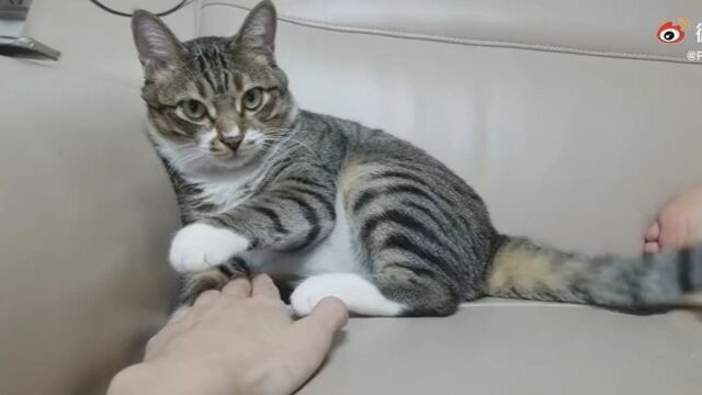 终于知道机械猫的由来了!