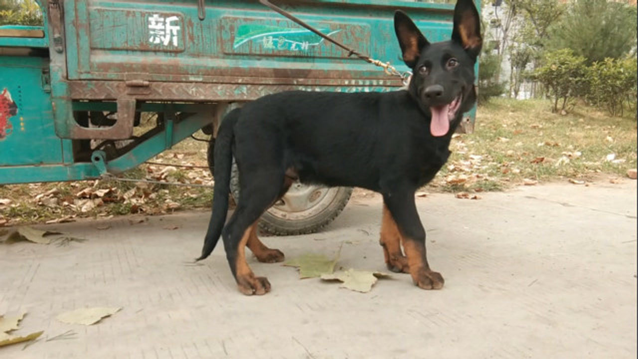 太极色的东德的确很漂亮,小伙带大家看1只4个月的幼犬,过过眼瘾
