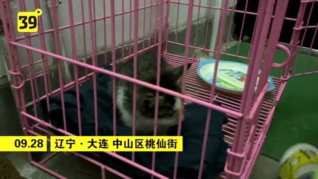 笼养在楼道里的“宠物”猫 背后竟藏着这样的小秘密