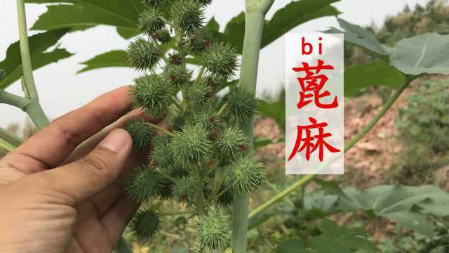 第一次见蓖麻,果实似球浑身带刺,你想了解的都在这里哦