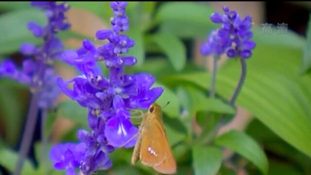 家国共庆 不一样的中秋节:江苏泰州——园艺景观扮靓城市公园