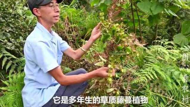 农村这种喜欢攀爬的植物你认识吗