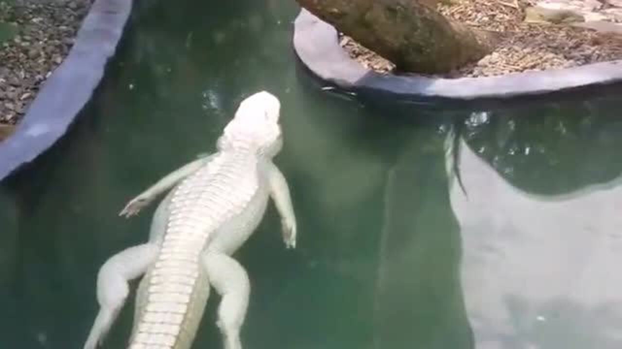 白色鳄鱼非常罕见,听说这种动物在迪拜有,而且是迪拜王子的家里!