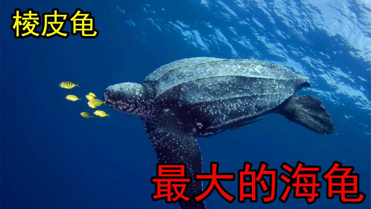 棱皮龟世界最大的海龟口中长有倒刺号称无情的水母杀手