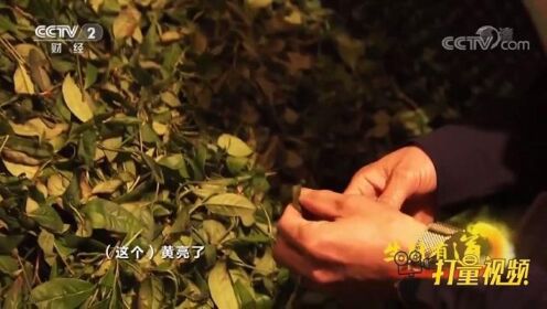 带你走进武夷山茶农家，看看武夷岩茶是如何制作出来的