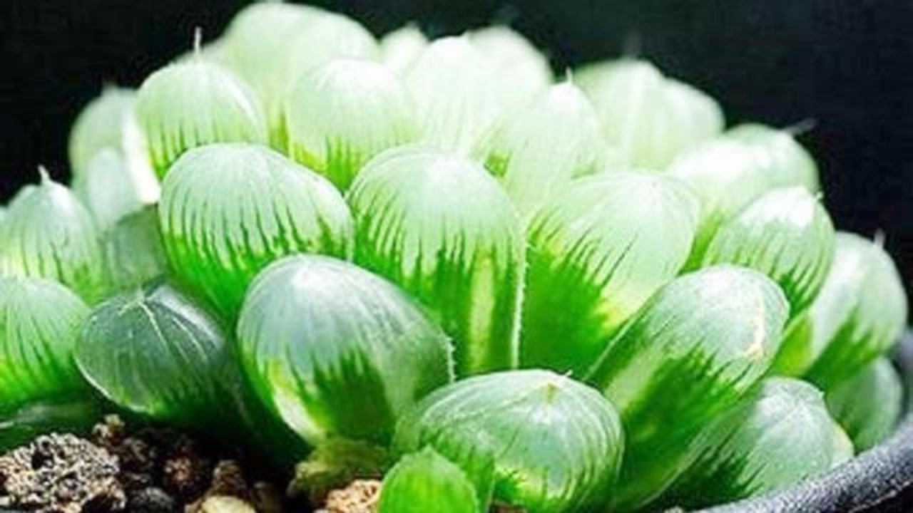 夏季多肉玉露怎么养?5个小技巧,饱满通透易爆盆!