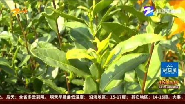 西湖龙井统一包装 明年春茶与大家见面